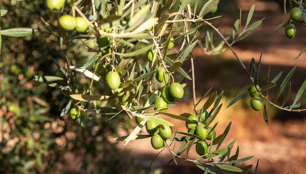 Olivo, olivar.