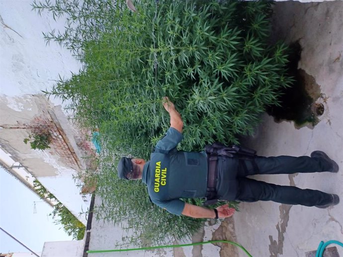 Un guardia civil en la plantación de marihuana desmantelada.