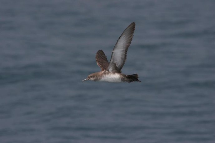 Archivo - El Gobierno extiende la Red Natura a toda el litoral gallego, con un corredor protegido de aves en el noroeste estatal