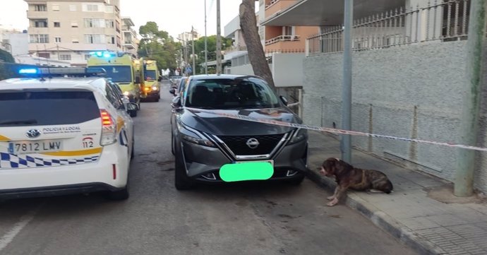 Coche patrulla de la Policía de Son Servera y ambulancias junto al perro autor del ataque.