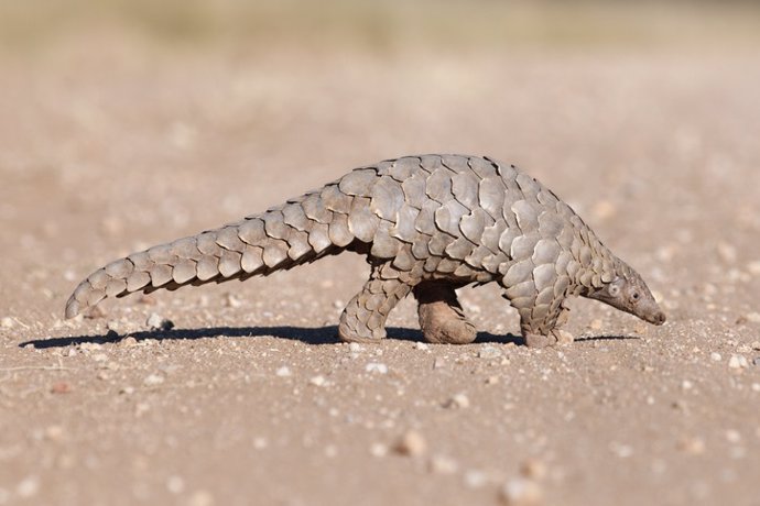 Archivo - Pangolin.