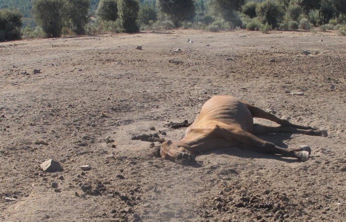 Caballo malnutrido en la explotación de Serradilla del Llano, cuyo propietario se encuentra investigado.