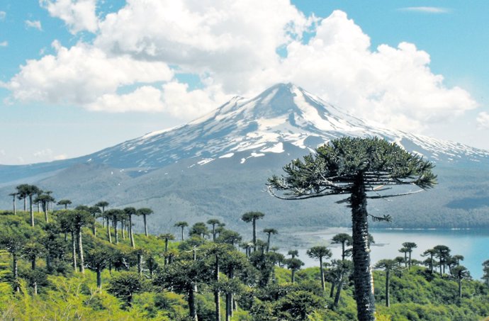 ‘Araucaria Araucana’, Llamado Araucaria, Pewen O Pino Chileno, Es Originario Del Centro Y Sur De Chile Y Del Oeste De Argentina.