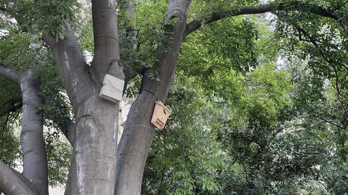 El Real Jardín Botánico instala refugios de murciélagos para ayudar a su conservación y mejorar la biodiversidad.