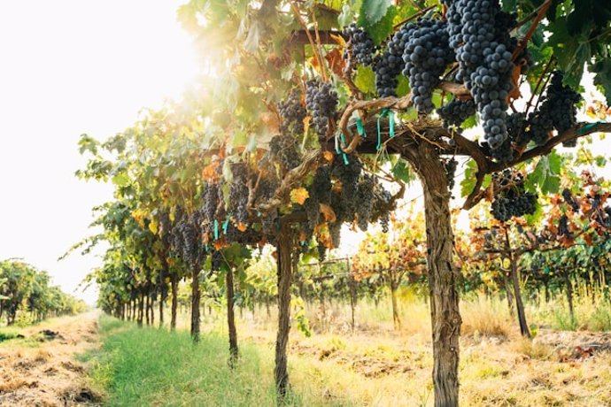 Lanes de enoturismo para disfrutar de las bodegas en vendimia