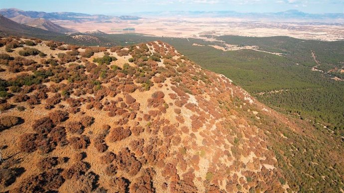 Imagen de árboles y vegetación seca en el parque Sierra María Los Vélez, en Almería.