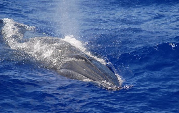 Latam.-Ciencia.-Identifican un nuevo canto de ballena en miles de horas de grabaciones