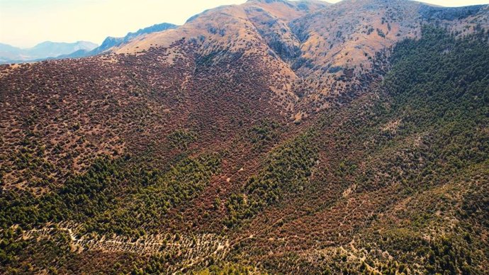 Parque natural Sierra María Los Vélez, en Almería, afectado por la sequía.