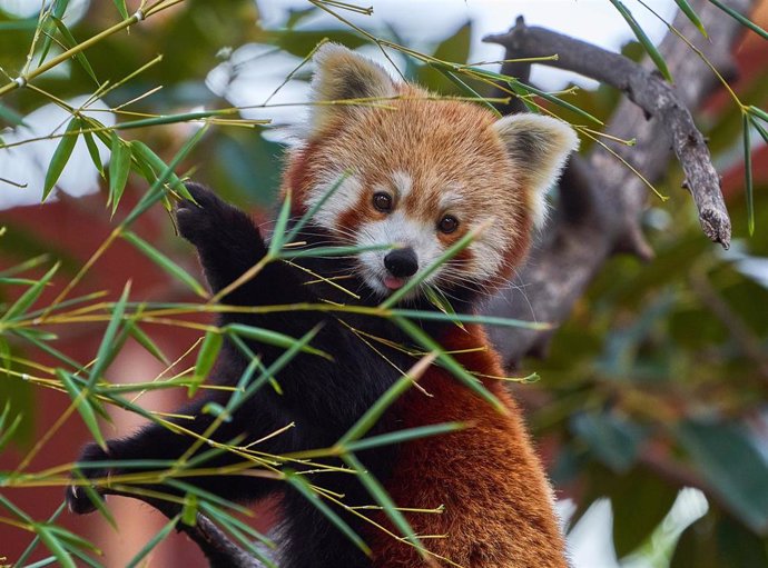 Archivo - Timbu es uno de los pandas rojos que se encuentran en el parque zoológico Selwo Aventura.