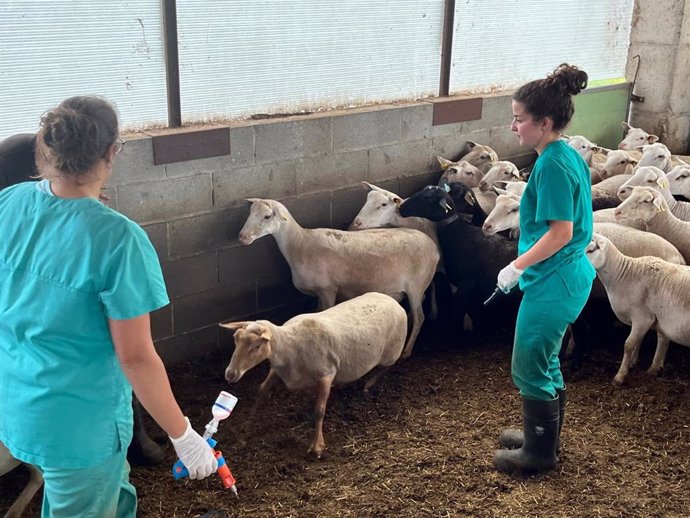 Archivo - Catalunya comienza la vacunación contra la lengua azul para ovejas y bovinos