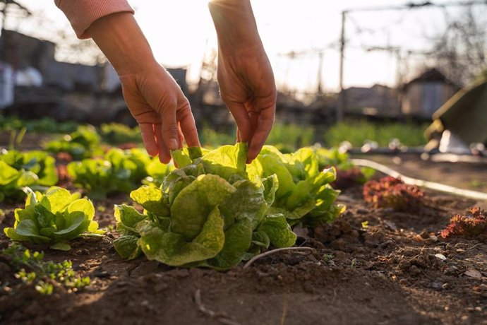 Archivo - Mujer activa cuidando de la huerta. Lechuga