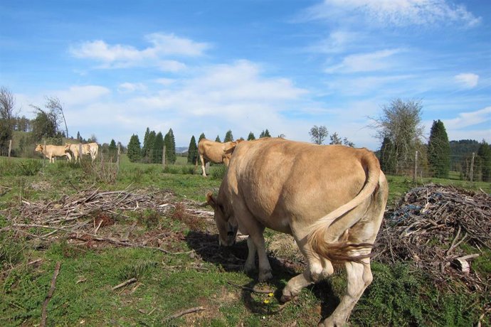 Archivo - Vacas en Bizkaia