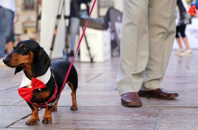 Archivo - Una persona pasea con su perro, en imagen de archivo en Málaga