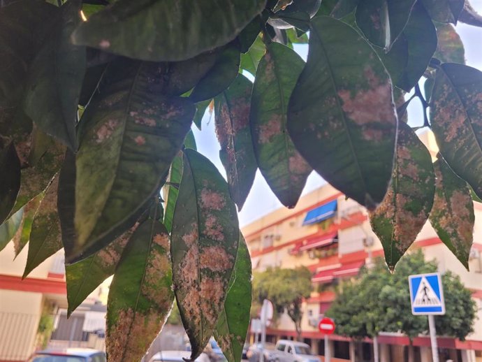 Detalle de los efectos de la plaga en las hojas de un naranjo en el barrio de Triana.