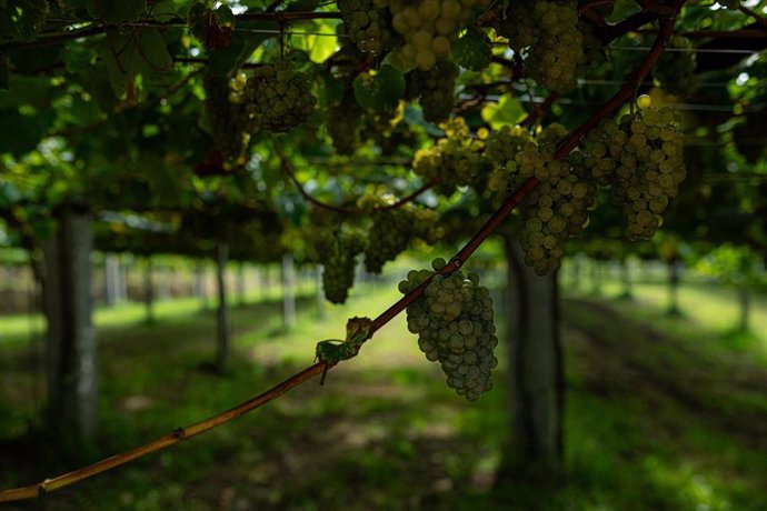 Archivo - Varios racimos de uvas colgando de una parra durante la época de vendimia.