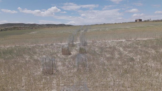 Imagen aérea de varias jaulas  instalaldas para evaluar la resistencia de las plantas con y sin protección ante el ataque del conejo.