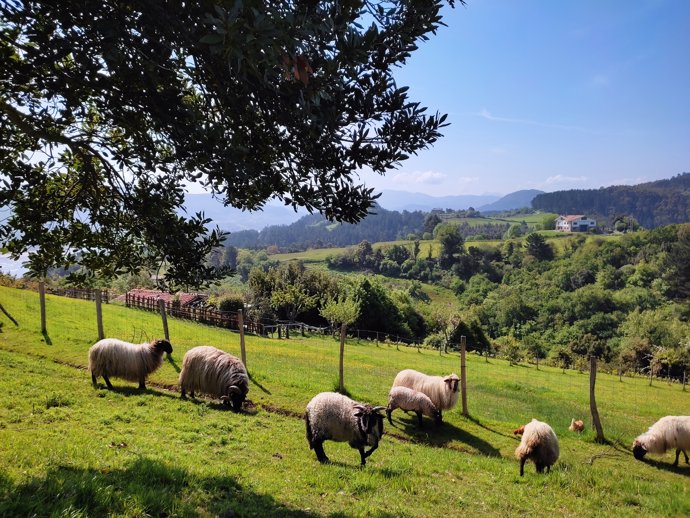 Ovejas en Mundaka (Bizkaia)