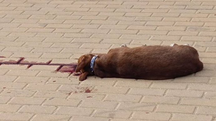 Un animal hallado muerto en la vía pública.