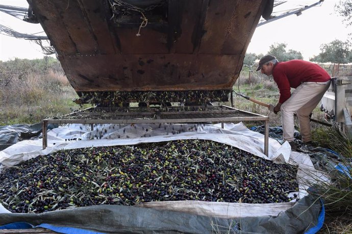 Archivo - Una persona recolecta aceitunas en un olivar 