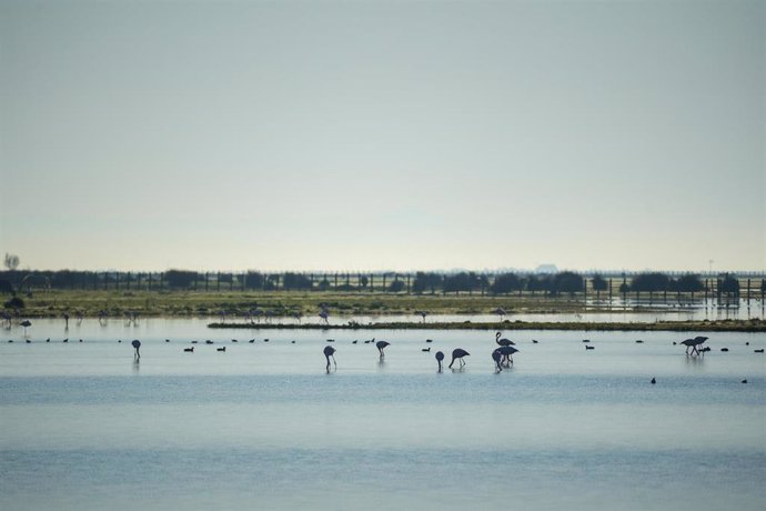 Archivo - Imágenes del Parque Natural de Doñana, a 24 de enero de 2024, en Huelva, Andalucía (España). 