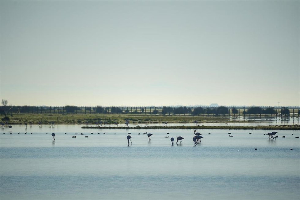 Archivo - Imágenes del Parque Natural de Doñana, a 24 de enero de 2024, en Huelva, Andalucía (España).