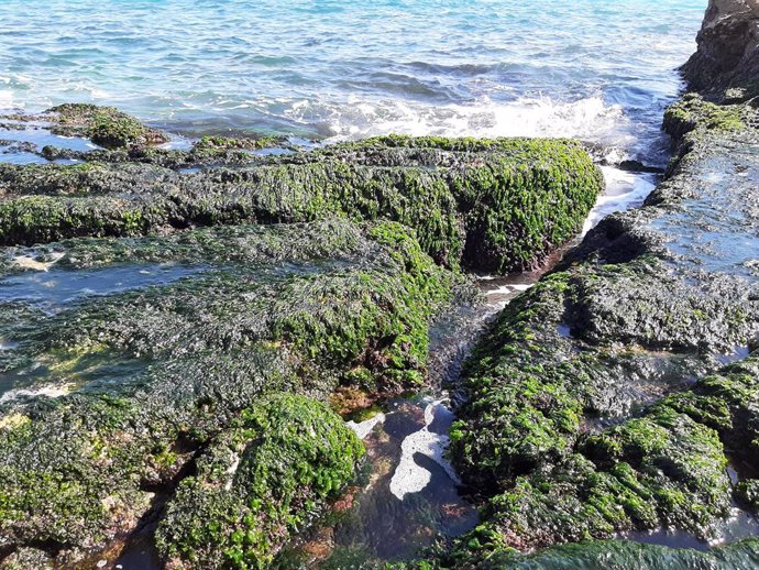 Ejemplares de Ulva australis en Agua Amarga (Alicante).