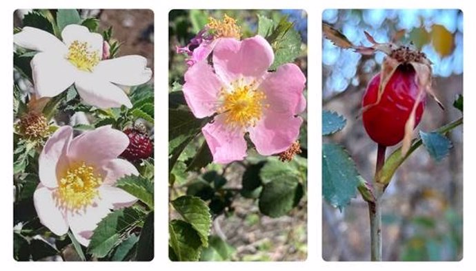 El CSIC descubre en Canarias tres nuevas especies de rosas silvestres