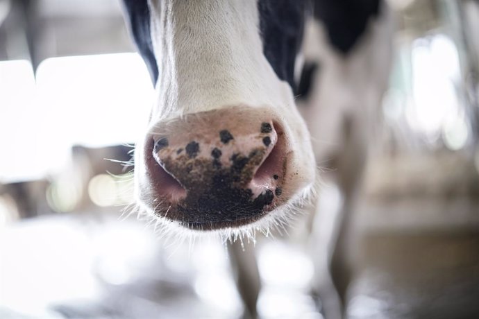 Archivo - El morro de una vaca en la granja Lacturale, a 3 de abril de 2022, en Etxebarri, Navarra, (España). El grupo Sociedad Agraria de Transformación (S.A.T.) Lacturale es un proyecto de ganaderos de Navarra que tiene como objetivo comercializar la le