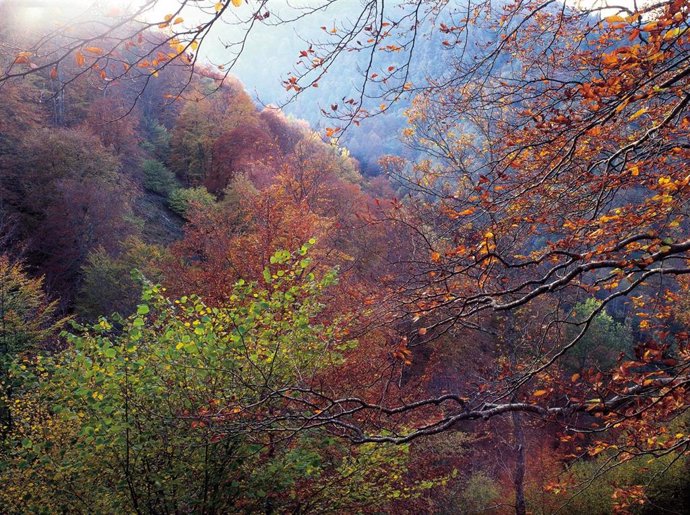 Archivo - Bosque en otoño.-ARCHIVO