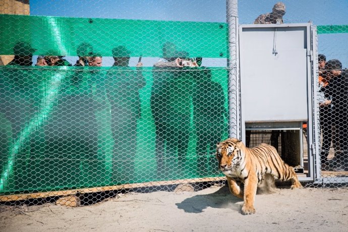 Los tigres regresan a Kazajistán tras 70 años extintos en la zona gracias a un programa en el que colabora WWF.