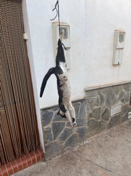 Foto del gato Samurai colgado del balcón de una vecina