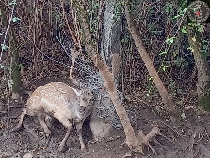 Rescatan a un gamo que llevaba días atrapadoe en un vallado de Robledo de Chavela