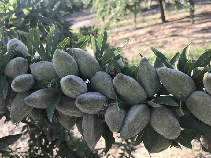 Archivo - Almendros