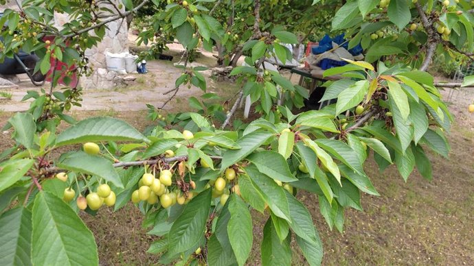 Cerezas verdes