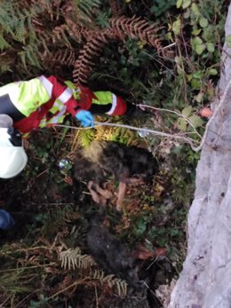 Los bomberos rescatan a dos perros maltratados tirados en un regato en el puerto de la Braguía