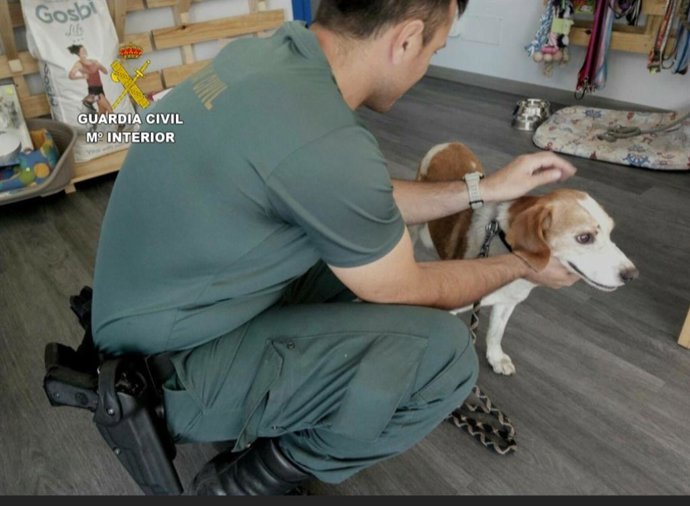 Imaxe dun can cun axente.