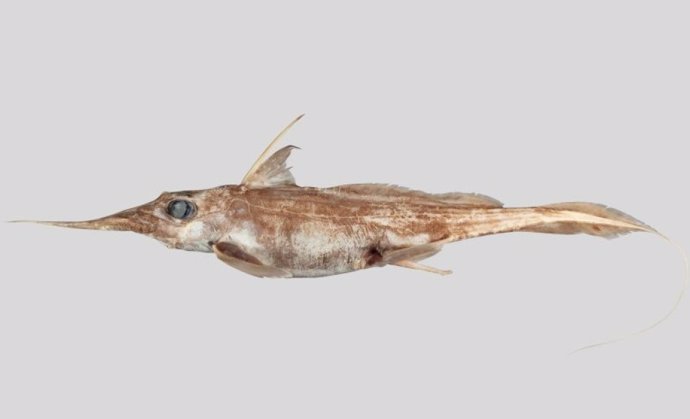 Latam.-Ciencia.-Nueva especie de tiburón fantasma de aguas profundas