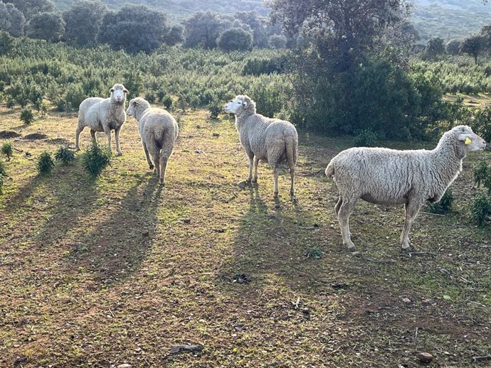 Ganado ovino