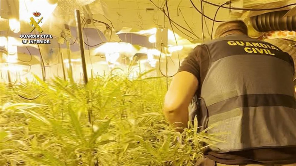 Imagen del cultivo intervenido por la Guardia Civil