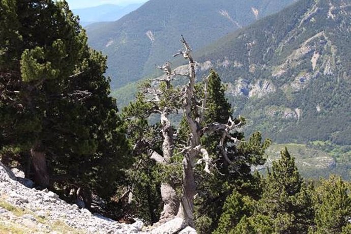 Un ejemplar de 400 años de pino negro (‘Pinus uncinata’) en los Pirineos muestra las consecuencias de las elevadas temperaturas.