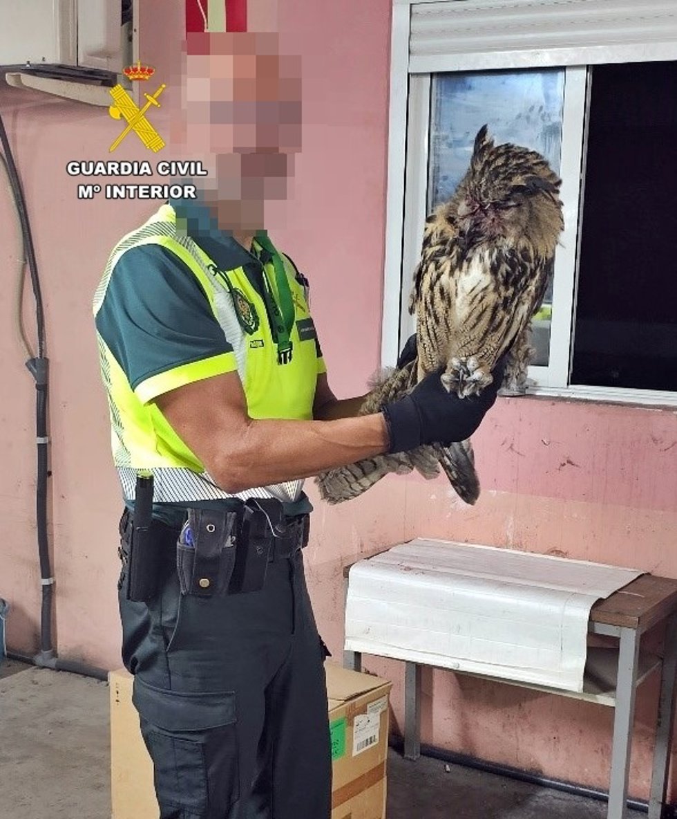 Un agente sostiene en sus manos al búho real rescatado.