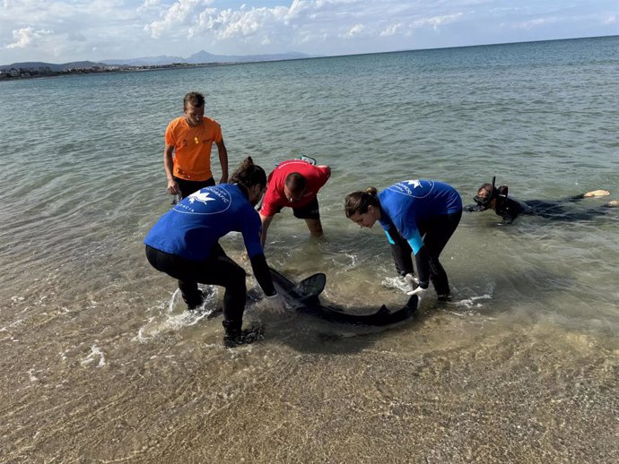 Equipos de rescate recuperan el tiburón del agua