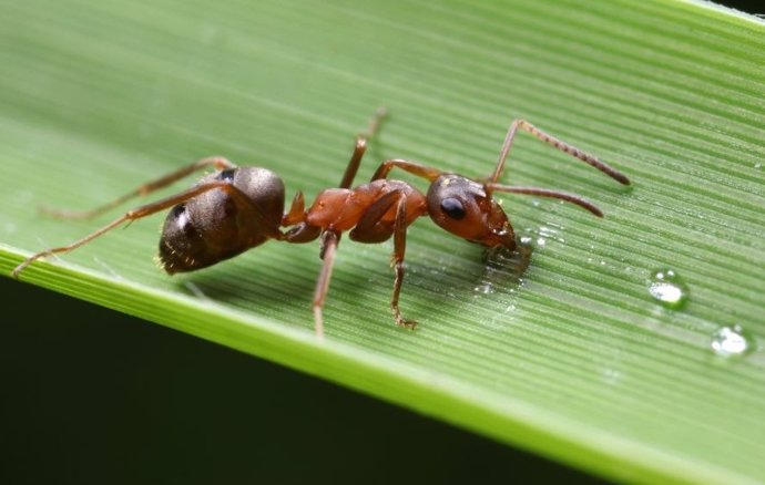 Las hormigas reinas pratican el canibalismo higiénico