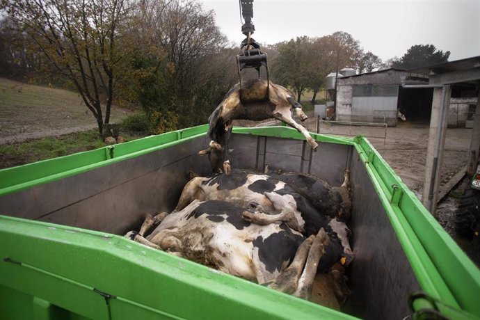 Archivo - Un camión mete en un contenedor a una vaca muerta, en una ganadería de lácteo en la parroquia de Piñeiro, a 14 de noviembre de 2023, en Xermade, Lugo, Galicia (España). Son 18 comarcas veterinarias las afectadas por algún brote de Enfermedad Hem