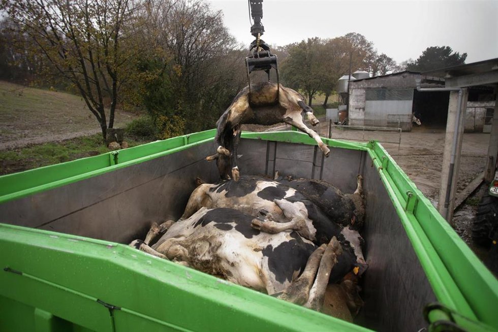 Archivo - Un camión mete en un contenedor a una vaca muerta, en una ganadería de lácteo en la parroquia de Piñeiro, a 14 de noviembre de 2023, en Xermade, Lugo, Galicia (España). Son 18 comarcas veterinarias las afectadas por algún brote de Enfermedad H