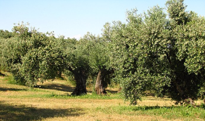 Archivo - Agricultura y campo andaluz