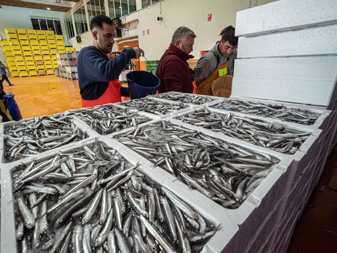 Pesca de boquerón en Punta Umbría (Huelva).