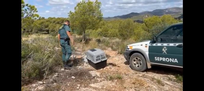 Agent junt amb el voltor recuperat