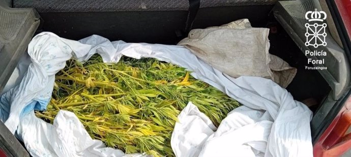 Plantas de marihuana decomisadas en Monreal