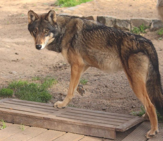 Archivo - Lobo traído desde Alemania.